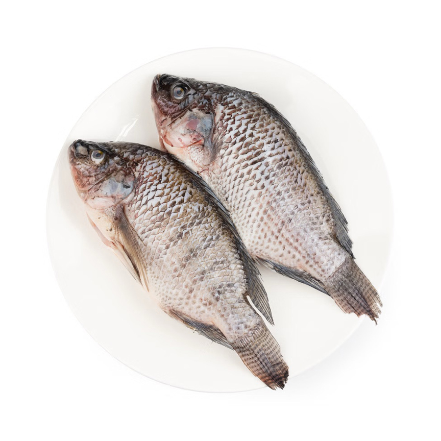 WGS Tilapia