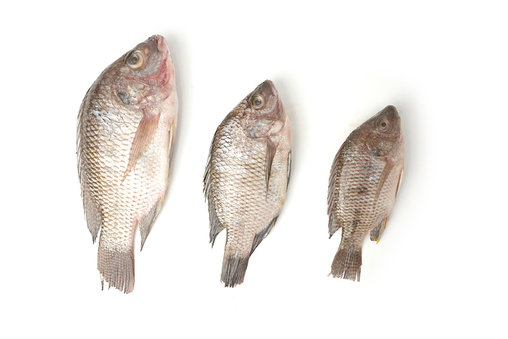 Tilapia Whole Round